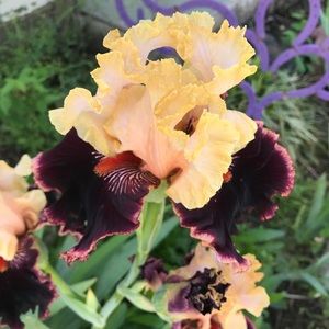 Meet your Posher, Dee